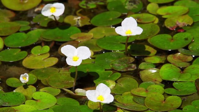 The flowers of Hydrocharis morsus-ranae, the frogbit