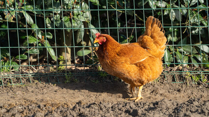 Beautifull brown chicken on a farm walking 