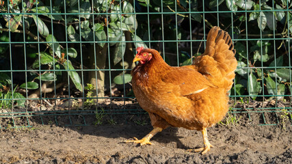 Beautifull brown chicken on a farm walking 