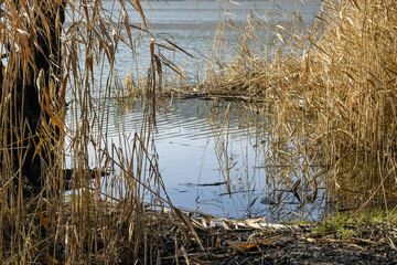 Thickets of dry reeds on river bank in windy weather. Dry Grass, calm flow of river water. Picturesque landscape. Selective focus.