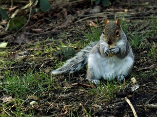 Naklejka na ściany i meble Squirrel eating a nut in the park