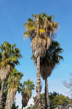 Cocos nucifera, view of a beautiful tropical background of coconut palms, botanical concept