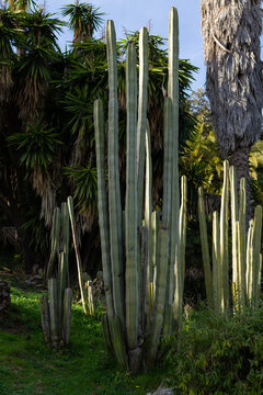 Pachycereus marginatus, elongated cacti with green leaves