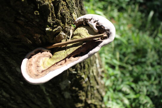 mushroom tree