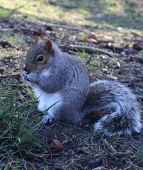 Naklejka na ściany i meble Squirrel eating nut in the park.