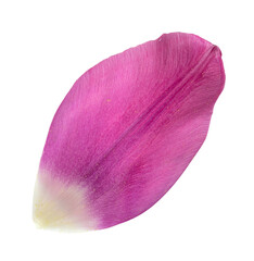 Tulip isolated on white background