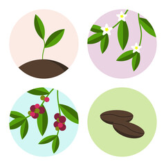 Vector set of four illustrations with coffee sprout, flowering coffee tree, coffee berries and coffee beans.