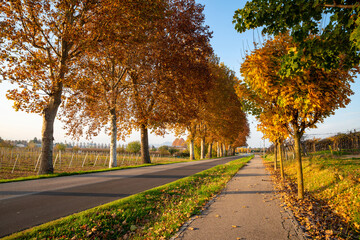Fototapeta premium Suggestive street of plane trees in autumn, yellow, orange, red colors, detail of the road and rows of vines near Brendola in the province of Vicenza in Veneto Italy.