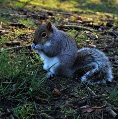 Naklejka na ściany i meble Squirrel eating a nut in the park.