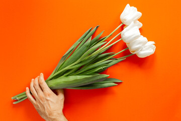 Beautiful bright white and green tulips in the hand on the orange background as a present on 8 March. International women's day concept. Copyspace and place for the text. Isolated. Mother's day.