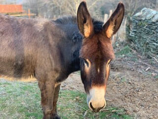 Fototapeta premium donkeys on a farm Corsica France