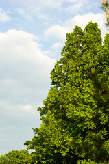 Fototapeta premium Spring landscape - bright green trees with young foliage on a bright warm sunny day in early spring.