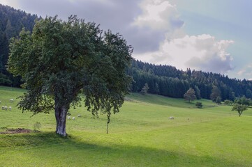 Tree on a green field, in the background is a dark coniferous forest .
