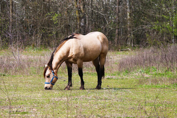 Naklejka na ściany i meble beautiful grazing farm horse in a field pasture with forest beyond