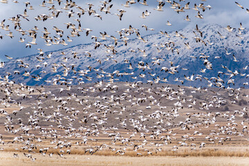 Waterfowl Take Flight in Refuge