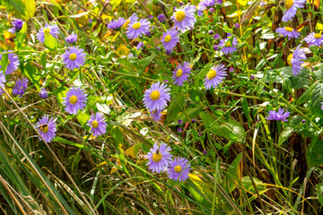Delicate wildflowers grow on a green meadow of warm weather