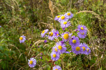 Delicate wildflowers grow on a green meadow of warm weather