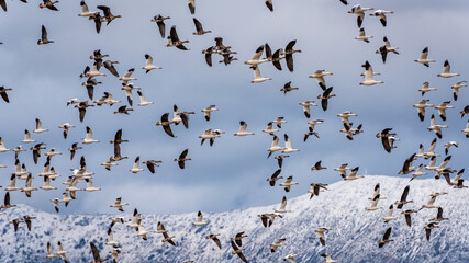 Waterfowl in Flight with Snow Covered Mountain