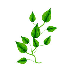 Houseplant Epipremnum Aureum, homemade flowers in cartoon style, vector object, hand draw, isolate white background.