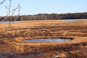 Frozen Marshes