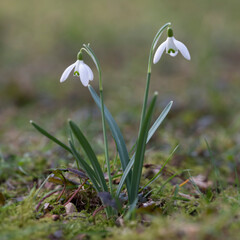two snowdrops against out of focus background