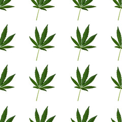 Hemp or cannabis leaf seamless pattern on white background. Top view, flat lay. Square composition