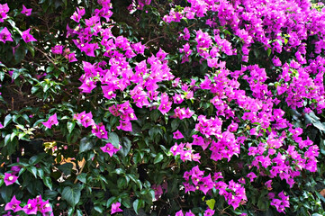 Obraz premium Spring bloom pink flowers of Bougainvillea spectabilis, great bougainvillea, botany