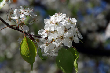 Close-up selective focus full frame view of a branch with white blossoms of an evergreen pear blossom tree