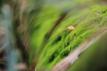 mushroom in the grass