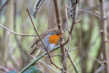 Robin sitting on a tree branch