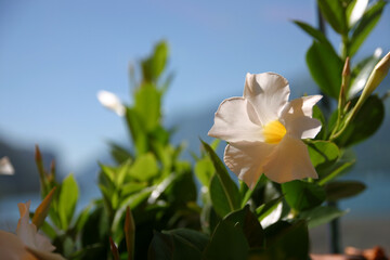 Blume im Sonnenlicht