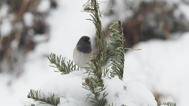  Dark-eyed junco on a snowed-in fir tree the snow during strong snowfall