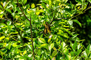 Mariposa amarilla entre las flores