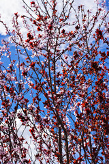 Cherry Blossom.