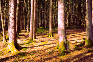 Forest in the nature reserve near Deininger Weiher