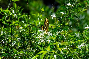 Mariposa volando entre las flores