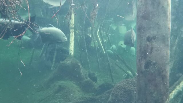 Fish in muddy water in the wild nature of the river.