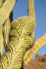 Organ Pipe Cactus, (Stenocereus thuberi), Organ Pipe Cactus National Monument, Arizona, USA