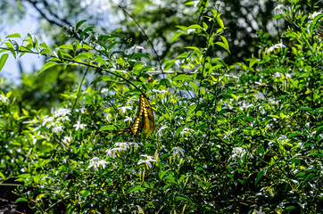 Mariposa amarilla en la naturaleza