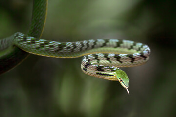 Close up photo of Asian vine snake on the tree branch