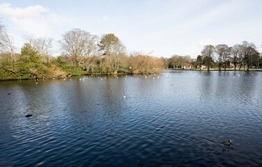 Dock pond in the park.