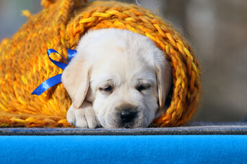 the yellow labrador puppy on the blue