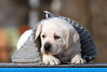 a nice yellow labrador puppy on the blue