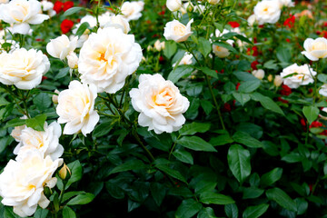Fototapeta premium Beautiful white roses on a background of green leaves. Wonderful flowers in the city park. Selective focus