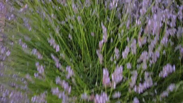 field of lavender