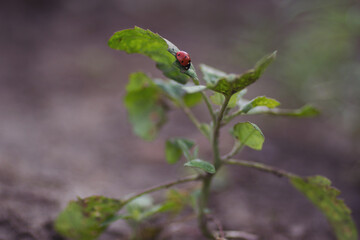 Ladybug on a green leaf background