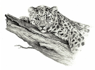 Pencil sketch - Leopard lying on the tree, isolated on white
