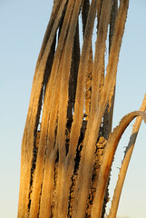 Saguaro Cactus (Carnegiea gigantean), Organ Pipe Cactus National Monument, Arizona, USA