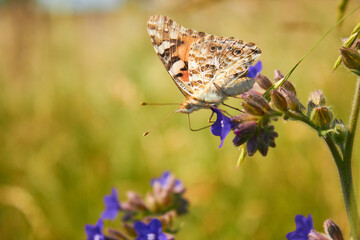 Close-up view of a beautiful Butterfly Drawn by Lady (Vanessa Cardui, Family: Nymphalids) on a blue flower in a meadow in the wild.