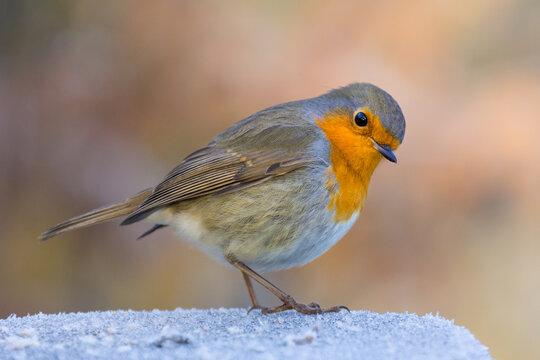 a robin sitting on a white pole looking into the camera